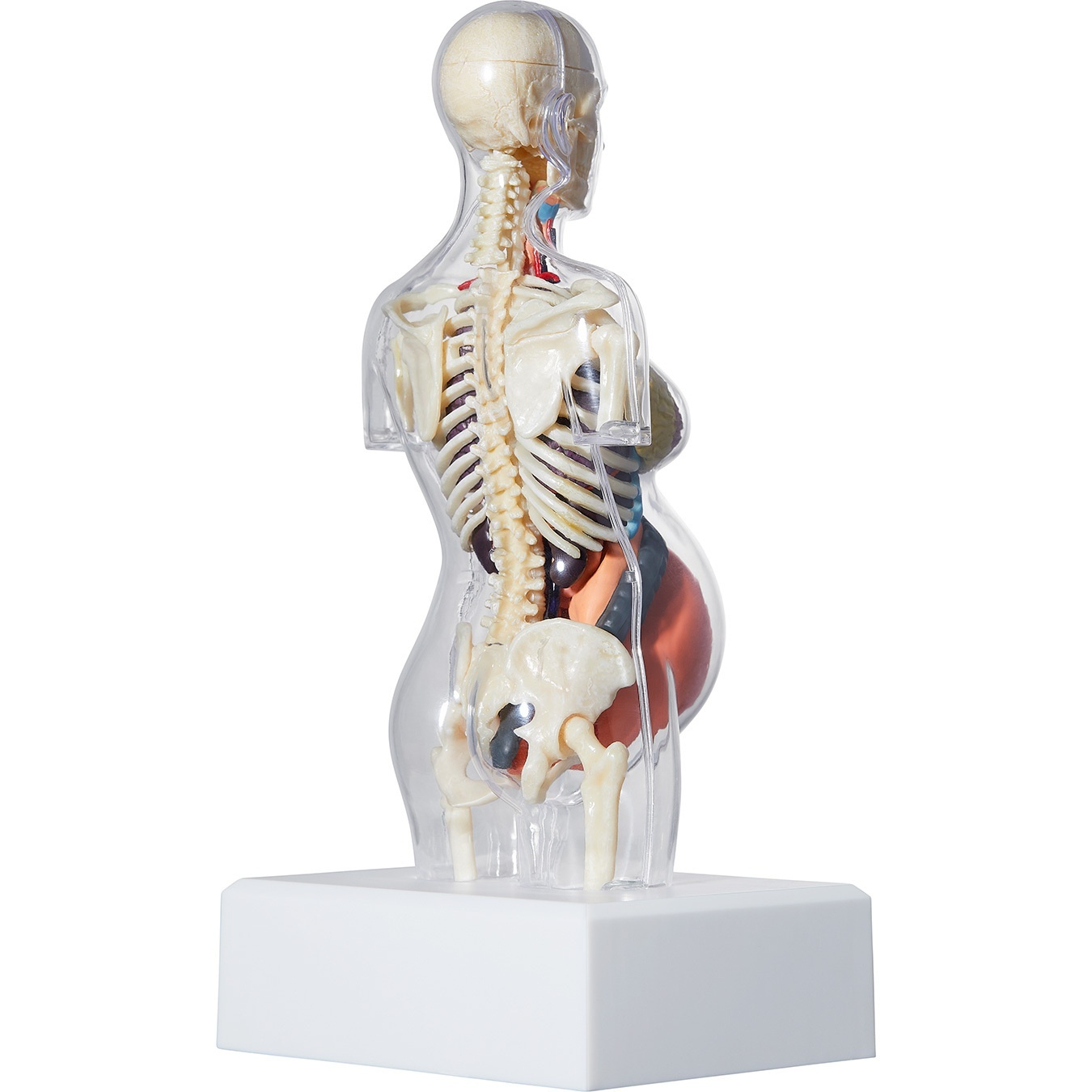 Female Anatomy Model view 3